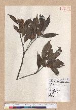 Cyclobalanopsis pachyloma (O. Seem.) Schott. 金斗椆