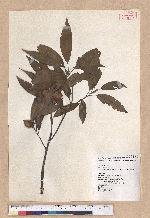 Cyclobalanopsis pachyloma (O. Seem.) Schott. 金斗椆
