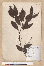 Machilus philippinense Merr. 菲律賓楠