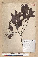 Machilus philippinense Merr. 菲律賓楠