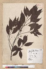 Machilus philippinense Merr. 菲律賓楠