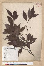 Machilus philippinense Merr. 菲律賓楠