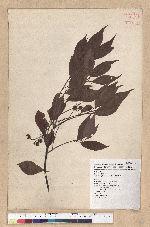 Machilus philippinense Merr. 菲律賓楠