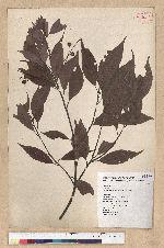 Machilus philippinense Merr. 菲律賓楠