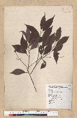 Machilus philippinense Merr. 菲律賓楠