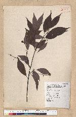 Machilus philippinense Merr. 菲律賓楠