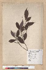 Machilus philippinense Merr. 菲律賓楠