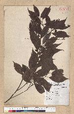 Machilus philippinense Merr. 菲律賓楠