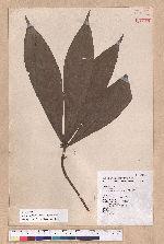 Litsea acutivena Hayata 銳脈木薑子