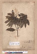 Cyclobalanopsis globosa Lin & Liu 圓果椆