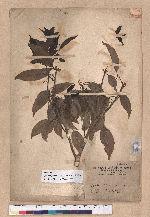 Cyclobalanopsis globosa Lin & Liu 圓果椆