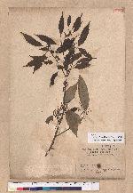 Cyclobalanopsis globosa Lin & Liu 圓果椆