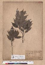 Cyclobalanopsis glauca (Thunb.) Oerst. 青剛櫟