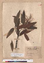 Castanopsis hystrix A. DC. 火燒柯