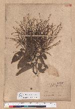 Castanopsis formosana (Skan) Hayata 臺灣栲