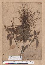 Castanopsis formosana (Skan) Hayata 臺灣栲