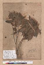 Castanopsis formosana (Skan) Hayata 臺灣栲