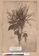 Castanopsis formosana (Skan) Hayata 臺灣栲