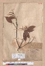 Pasania hancei (Benth.) Schott. var. ternaticupula (Hayata) Liao 三斗石櫟