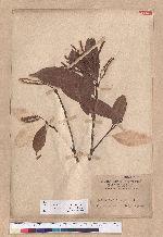 Pasania hancei (Benth.) Schott. var. ternaticupula (Hayata) Liao 三斗石櫟