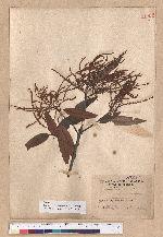 Castanopsis hystrix A. DC. 火燒柯