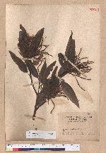 Castanopsis hystrix A. DC. 火燒柯