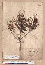 Castanopsis hystrix A. DC. 火燒柯