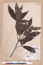 Litsea acutivena Hayata 銳脈木薑子