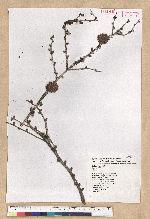 Larix sp.
