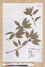 Neolitsea sericea (Blume) Koidz. var. aurata (Hayata) Hatusima 金新木薑子