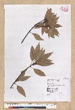 Neolitsea sericea (Blume) Koidz. var. aurata (Hayata) Hatusima 金新木薑子