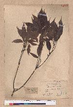 Cyclobalanopsis glauca (Thunb.) Oerst. 青剛櫟
