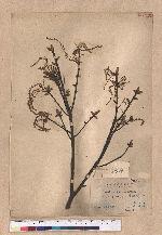 Cyclobalanopsis glauca (Thunb.) Oerst. 青剛櫟
