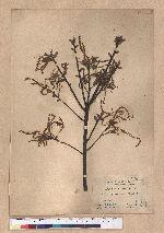 Cyclobalanopsis glauca (Thunb.) Oerst. 青剛櫟