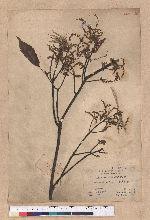 Cyclobalanopsis glauca (Thunb.) Oerst. 青剛櫟