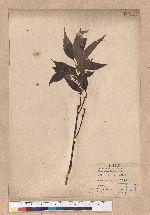 Cyclobalanopsis glauca (Thunb.) Oerst. 青剛櫟