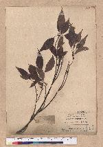 Cyclobalanopsis glauca (Thunb.) Oerst. 青剛櫟