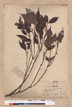 Cyclobalanopsis glauca (Thunb.) Oerst. 青剛櫟
