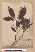 Cyclobalanopsis glauca (Thunb.) Oerst. 青剛櫟