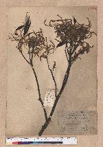 Cyclobalanopsis glauca (Thunb.) Oerst. 青剛櫟