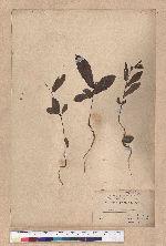 Quercus acutissima Garruth. 麻櫟