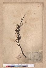 Quercus acutissima Garruth. 麻櫟