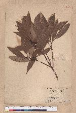 Actinodaphne nantoensis (Hayata) Hayata 南投黃肉楠