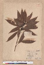 Actinodaphne nantoensis (Hayata) Hayata 南投黃肉楠