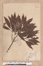 Actinodaphne nantoensis (Hayata) Hayata 南投黃肉楠