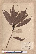 Actinodaphne nantoensis (Hayata) Hayata 南投黃肉楠