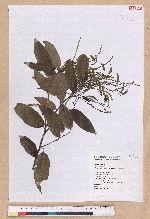 Castanopsis carlesii (Hemsl.) Hayata 長尾栲