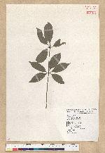 Neolitsea aciculata (Blume) Koidz. var. variabillima (Hayata) J. C. Liao 變葉新木薑子