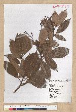 Machilus thunbergii Siebold & Zucc. 紅楠(豬腳楠)