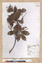 Machilus thunbergii Siebold & Zucc. 紅楠(豬腳楠)